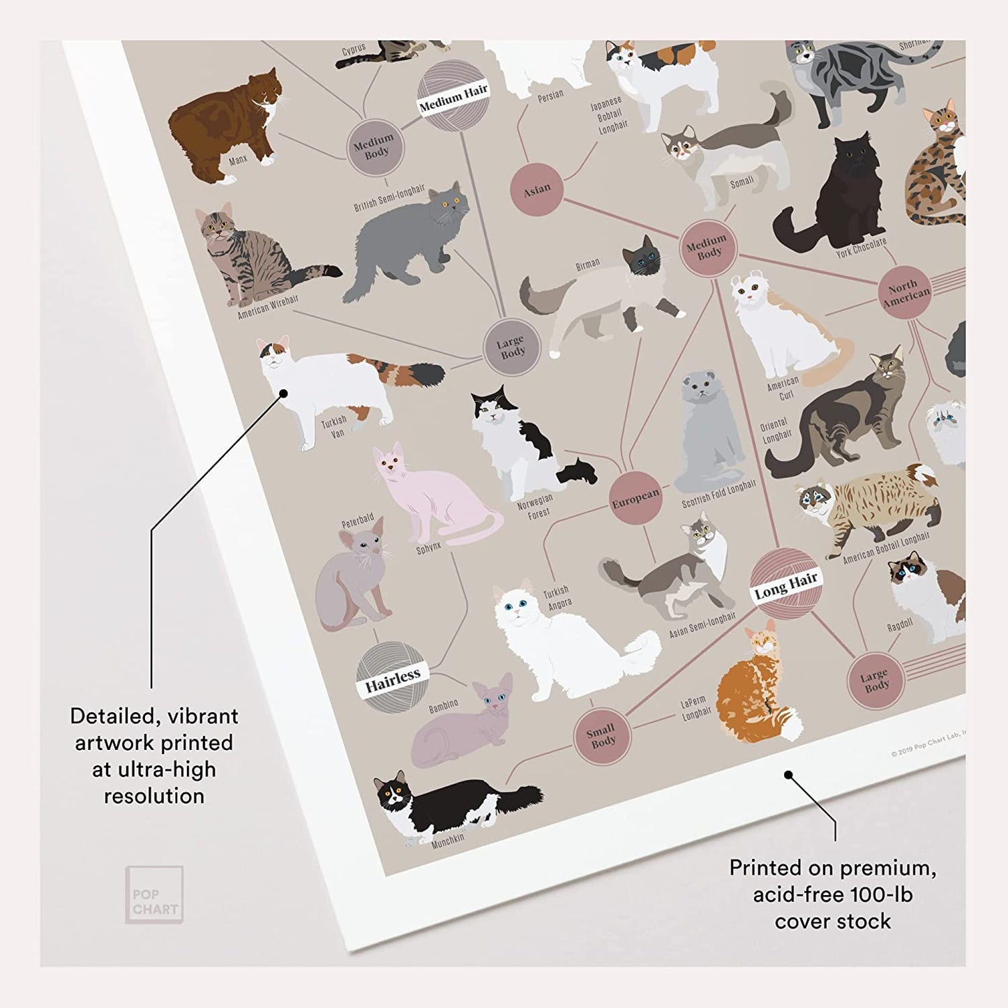 Pop Chart | Cats, Categorized | 16" X 20" Art Poster | Infographic of Every Cat Breed | Perfect Cat Lover Wall Decor for Living Room, Kitchen, and Bedroom | 100% Designed and Made in the USA