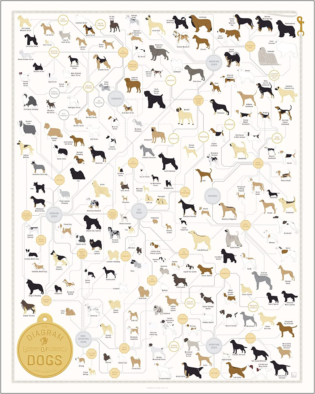 Pop Chart | the Diagram of Dogs | 16" X 20" Art Poster | Infographic of Every Canine Breed | Perfect Dog Lover Wall Decor for Living Room, Kitchen, and Bedroom | 100% Designed and Made in the USA