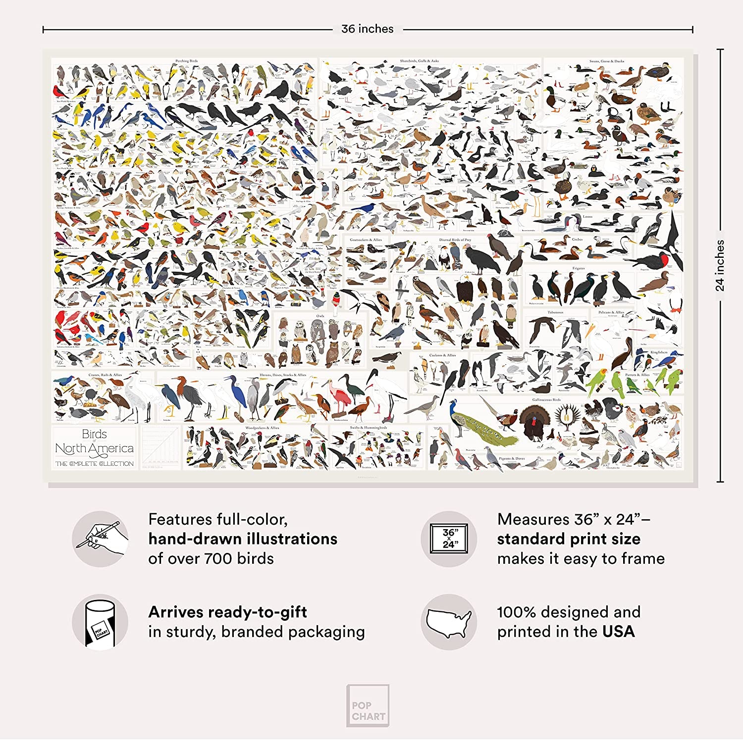 Pop Chart | Birds of North America | 36" X 24" Large-Format Poster | Every Bird Species in North America Illustrated | Perfect Wall Decor for Nature Lovers | 100% Made in the US