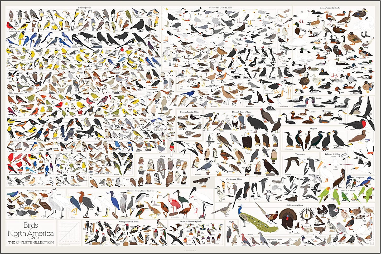 Pop Chart | Birds of North America | 36" X 24" Large-Format Poster | Every Bird Species in North America Illustrated | Perfect Wall Decor for Nature Lovers | 100% Made in the US