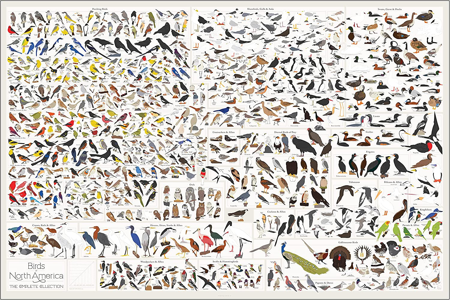 Pop Chart | Birds of North America | 36" X 24" Large-Format Poster | Every Bird Species in North America Illustrated | Perfect Wall Decor for Nature Lovers | 100% Made in the US