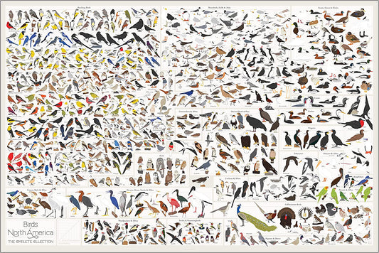 Pop Chart | Birds of North America | 36" X 24" Large-Format Poster | Every Bird Species in North America Illustrated | Perfect Wall Decor for Nature Lovers | 100% Made in the US