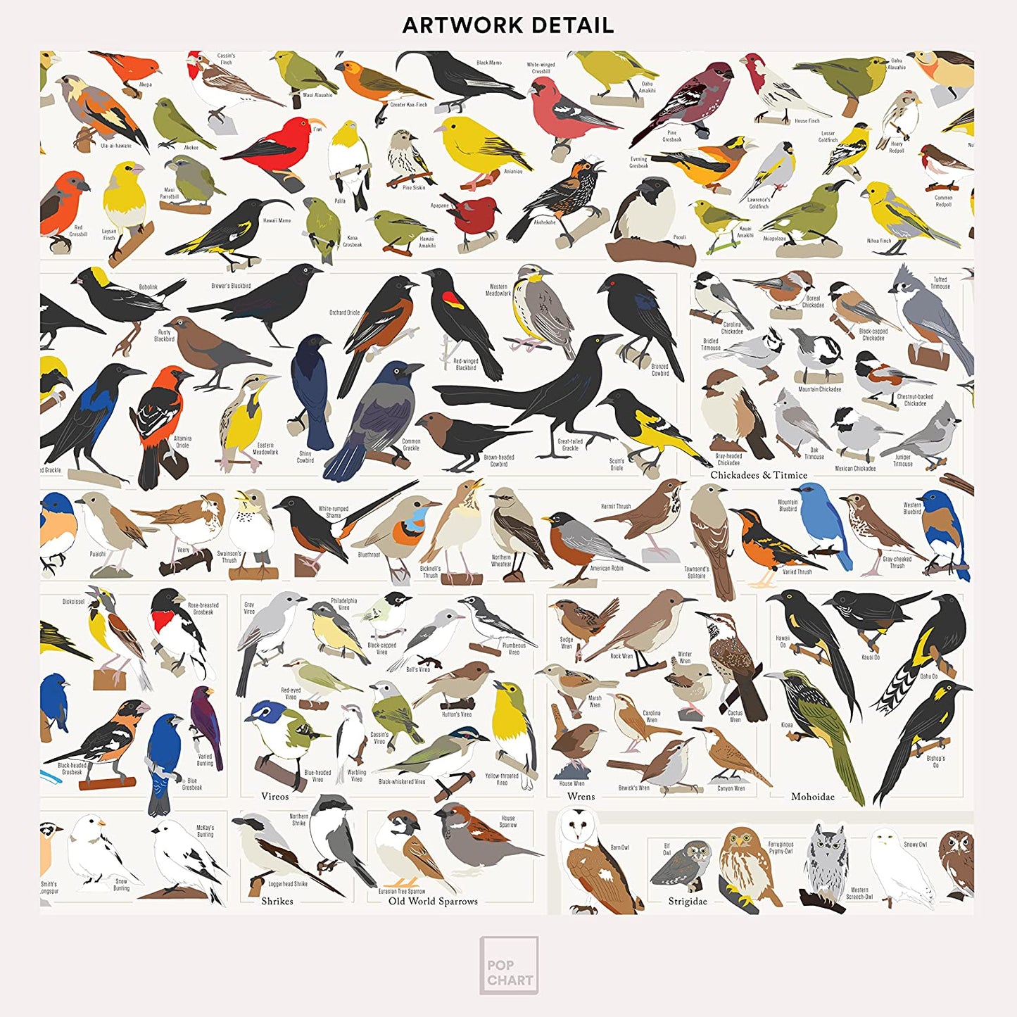 Pop Chart | Birds of North America | 36" X 24" Large-Format Poster | Every Bird Species in North America Illustrated | Perfect Wall Decor for Nature Lovers | 100% Made in the US