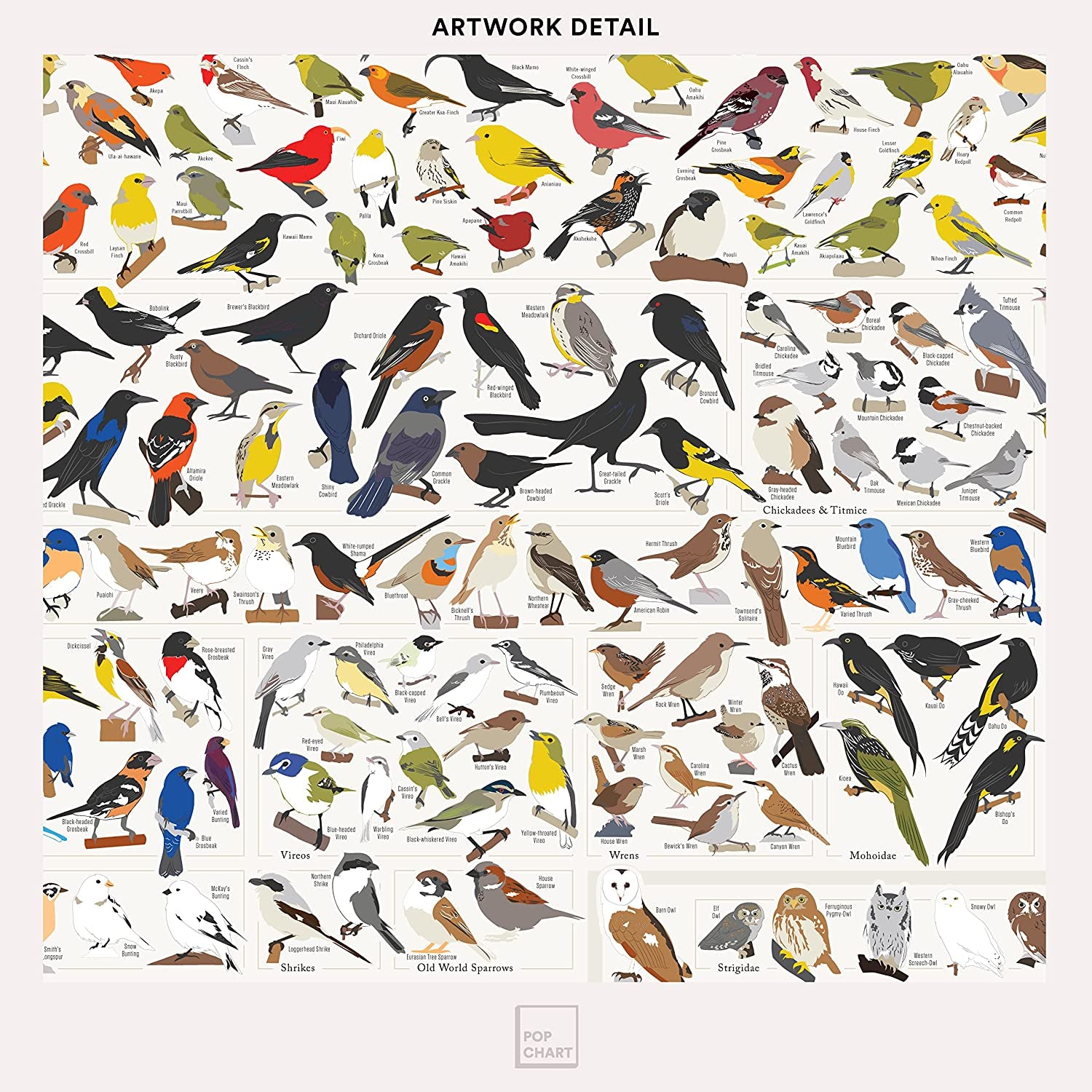 Pop Chart | Birds of North America | 36" X 24" Large-Format Poster | Every Bird Species in North America Illustrated | Perfect Wall Decor for Nature Lovers | 100% Made in the US