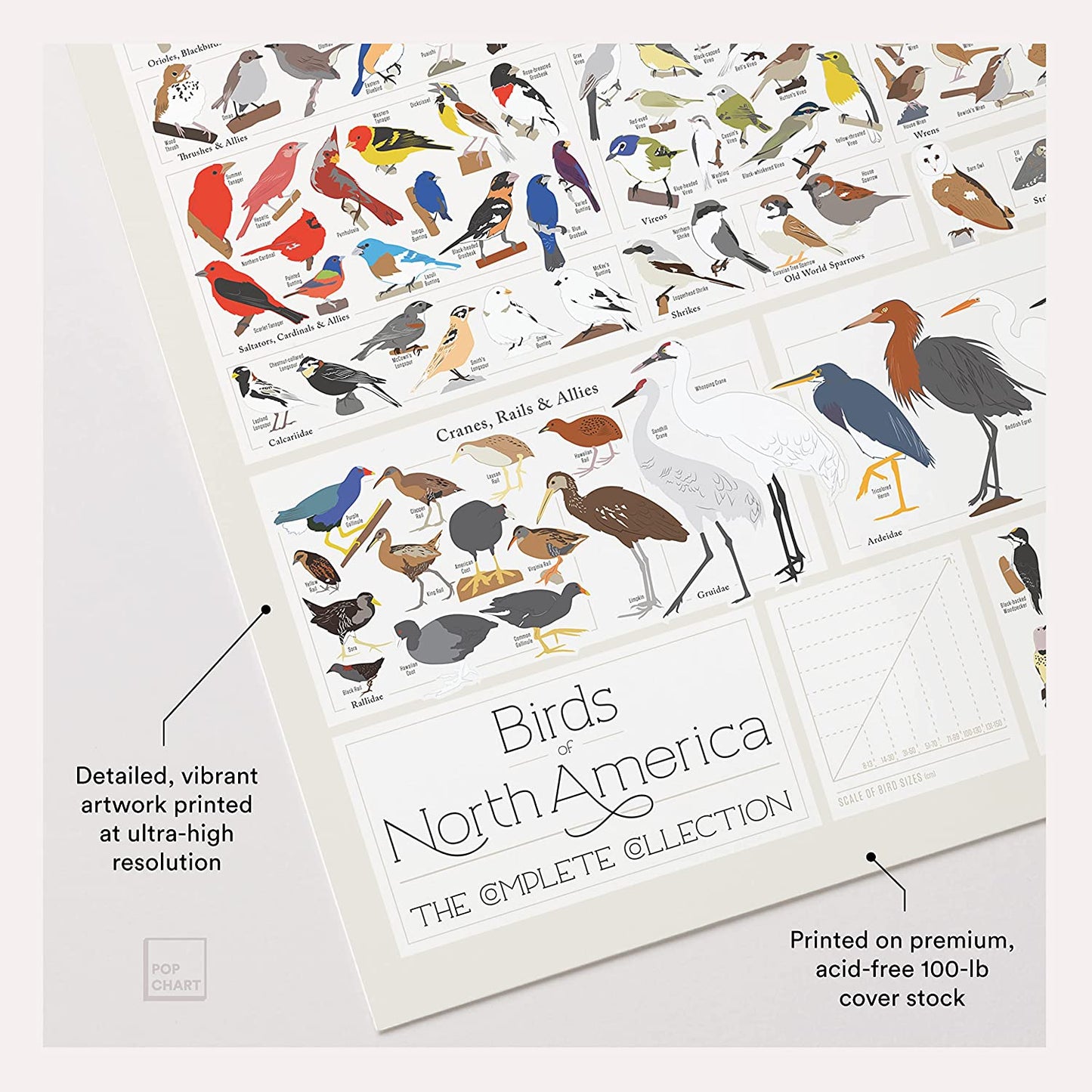 Pop Chart | Birds of North America | 36" X 24" Large-Format Poster | Every Bird Species in North America Illustrated | Perfect Wall Decor for Nature Lovers | 100% Made in the US