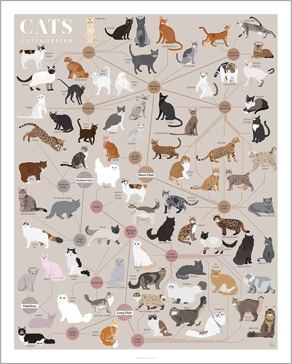 Pop Chart | Cats, Categorized | 16" X 20" Art Poster | Infographic of Every Cat Breed | Perfect Cat Lover Wall Decor for Living Room, Kitchen, and Bedroom | 100% Designed and Made in the USA